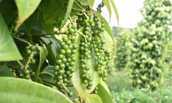Giá tiêu hôm nay 19/8: Khu vực Đông Nam Bộ giảm 500 đồng