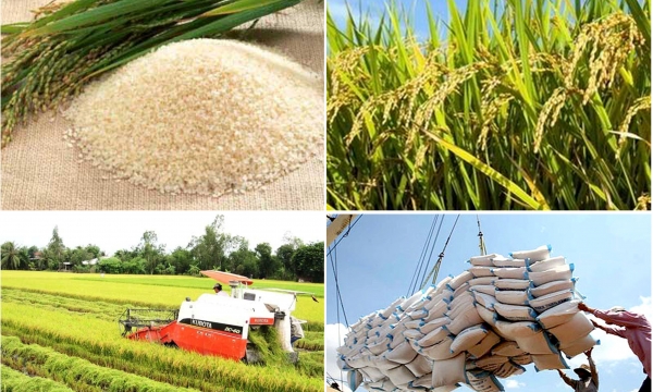 Hàng loạt giải pháp tạo thuận lợi cho xuất khẩu gạo từ nay đến cuối năm