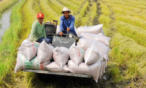 Giá gạo Việt Nam đắt nhất thế giới: Doanh nghiệp có nên 'đu đỉnh'?