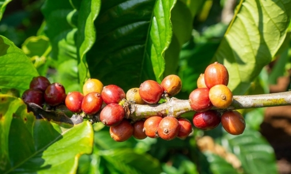 Giá cà phê hôm nay 21/8: Robusta và Arabica ngược chiều nhau