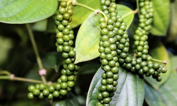 Giá tiêu hôm nay 21/8: Đi ngang trên diện rộng