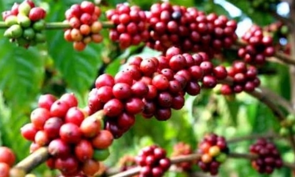 Giá cà phê hôm nay 23/8: Điều chỉnh tăng nhẹ