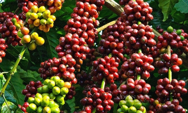 Giá cà phê hôm nay 24/8: Tiếp đà tăng nhẹ