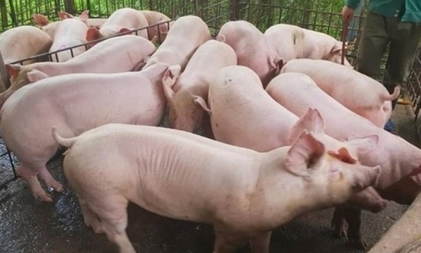 Giá heo hơi hôm nay 24/8: Biến động trái chiều