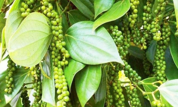 Giá tiêu hôm nay 24/8: Tiếp tục chuỗi ngày đi ngang