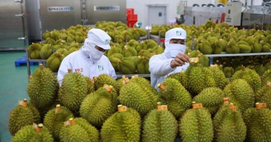 Nông sản xuất khẩu gia tăng vi phạm an toàn thực phẩm