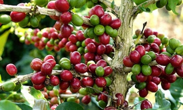 Giá cà phê hôm nay 26/8: Robusta và Arabica tăng phiên thứ tư