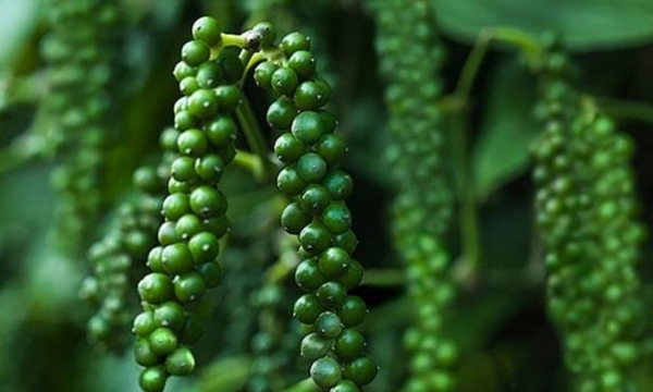 Giá tiêu hôm nay 26/8: Đồng loạt tăng
