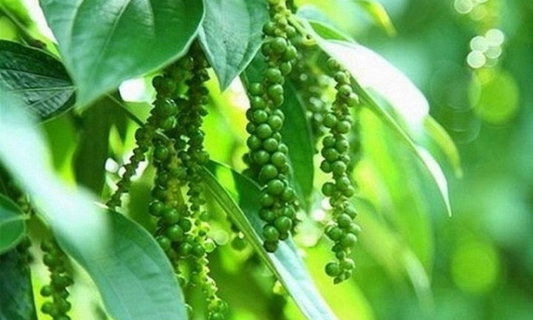 Giá tiêu hôm nay 27/8: Cao nhất 72.000 đồng/kg