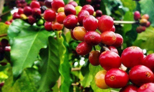 Giá cà phê hôm nay 28/8: Arabica và Robusta đi trái chiều