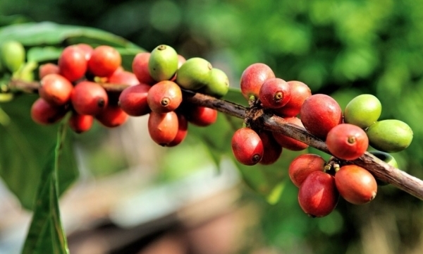 Giá cà phê hôm nay 29/8: Duy trì ổn định