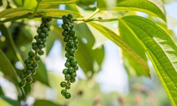 Giá tiêu hôm nay 29/8: Xu hướng đi ngang