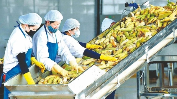 Nông sản xuất khẩu đứng trước nhiều thách thức
