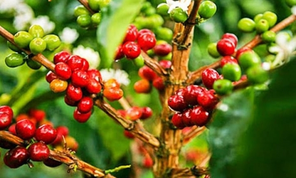 Giá cà phê hôm nay 31/8: Tiếp tục tăng nhẹ