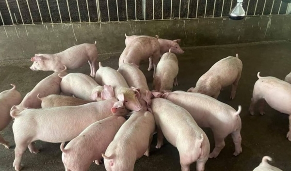 Giá heo hơi hôm nay 1/9: Đi ngang diện rộng