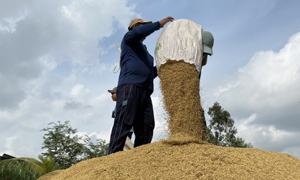 Thị trường lúa gạo rộng đường “tăng tốc”