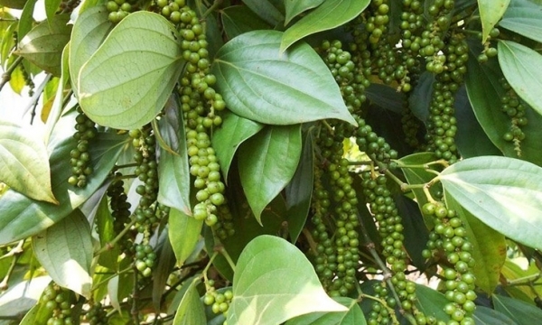Giá tiêu hôm nay 2/9: Xu hướng đi ngang