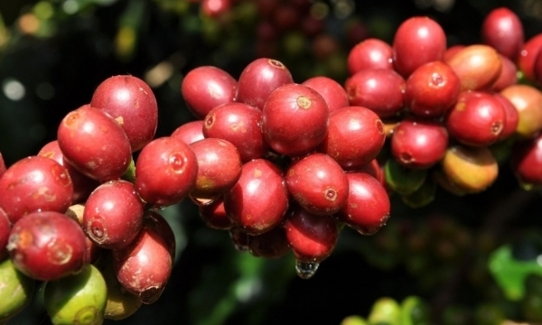 Giá cà phê hôm nay 5/9: Thị trường trong nước ổn định
