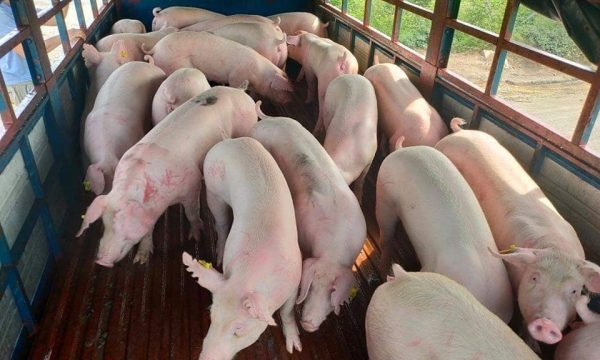 Giá heo hơi hôm nay 6/9: Đảo chiều tăng rải rác