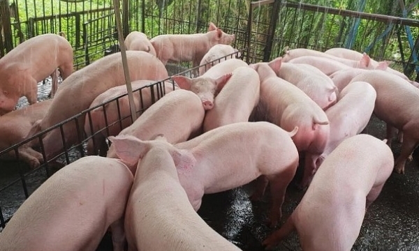 Giá heo hơi hôm nay 7/9: Biến động trái chiều