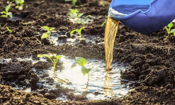 Giá phân bón hôm nay 7/9: Kali Uzbekistan giảm