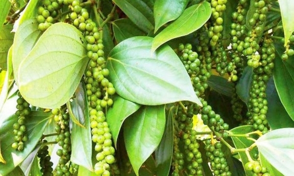 Giá tiêu hôm nay 7/9: Trong nước tiếp đà tăng