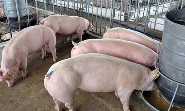 Giá heo hơi hôm nay 8/9: Tăng nhẹ ở hai miền Bắc, Nam