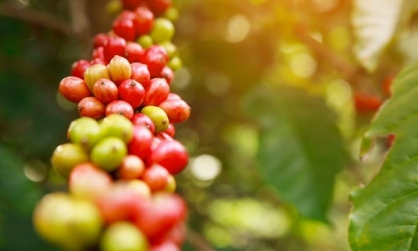Giá cà phê hôm nay 9/9: Robusta và Arabica đều giảm nhẹ
