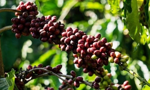 Giá cà phê hôm nay 10/9: Robusta biến động nhẹ, Arabica đi ngang