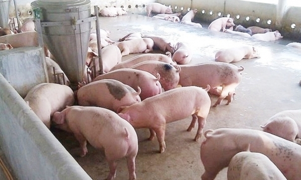 Giá heo hơi hôm nay 10/9: Đi ngang trên diện rộng