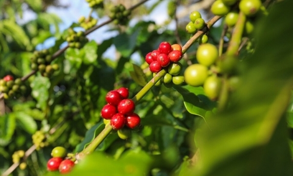 Giá cà phê hôm nay 11/9: Có xu hướng giảm