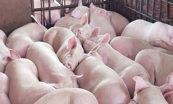Giá heo hơi hôm nay 11/9: Thị trường lặng sóng