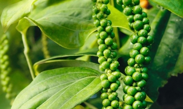 Giá tiêu hôm nay 11/9: Trong nước ổn định