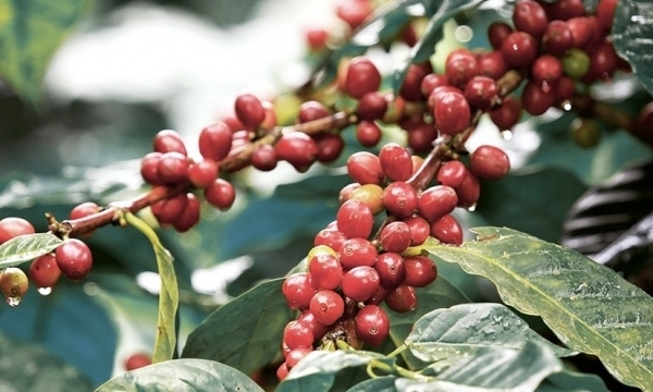 Giá cà phê hôm nay 12/9: Robusta và Arabica tăng mạnh trở lại