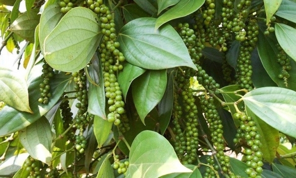 Giá tiêu hôm nay 12/9: Thị trường trong nước ổn định