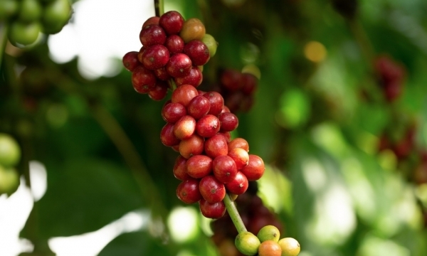Giá cà phê hôm nay 13/9: Thị trường trong nước tăng trở lại