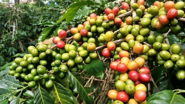 Giá cà phê hôm nay 15/9: Thị trường trong nước tăng mạnh trở lại