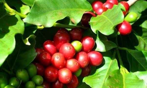 Giá cà phê hôm nay 16/9: Robusta và Arabica tăng mạnh