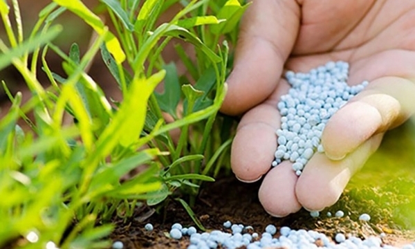 Giá phân bón hôm nay 17/9: NPK Trung Quốc tăng