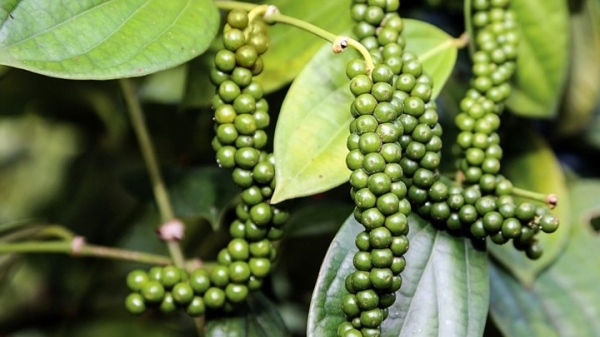 Giá tiêu hôm nay 17/9: Thị trường Đông Nam Bộ giảm mạnh trong tuần