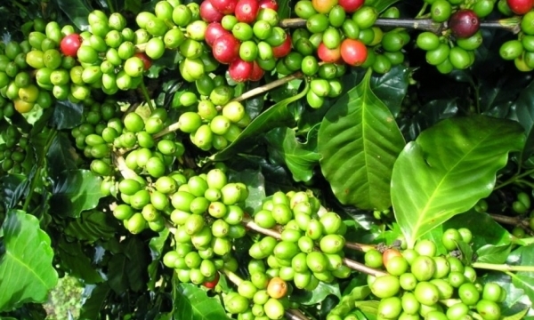 Giá cà phê hôm nay 18/9: Robusta và Arabica tiếp đà phục hồi