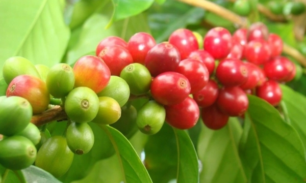 Giá cà phê hôm nay 19/9: Thị trường trong nước tăng