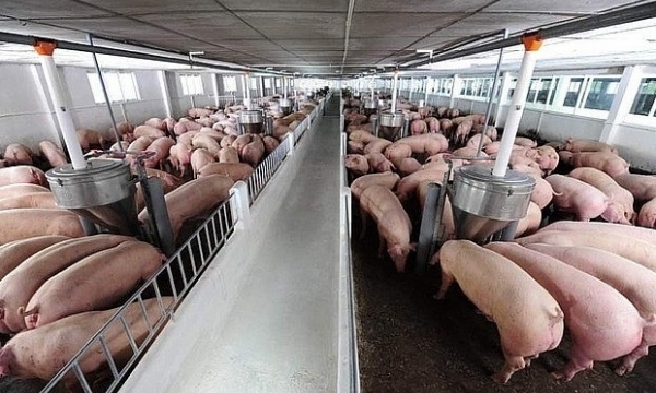 Giá heo hơi hôm nay 19/9: Giảm rải rác