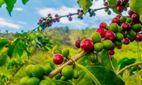 Giá cà phê hôm nay 20/9: Robusta và Arabica diễn biến trái chiều
