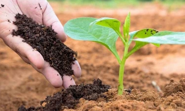 Giá phân bón hôm nay 20/9: Nhu cầu tiêu thụ chậm