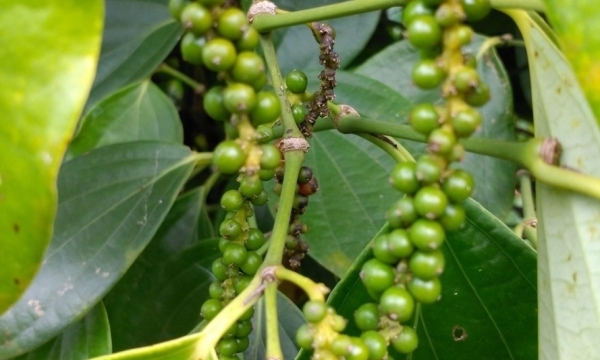 Giá tiêu hôm nay 20/9: Tiếp tục chuỗi ngày đi ngang