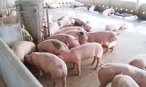 Giá heo hơi hôm nay 21/9: Giảm rải rác