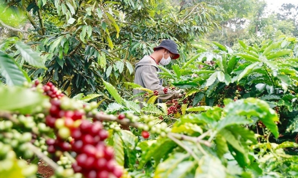 Giá cà phê hôm nay 22/9: Thị trường trong nước điều chỉnh giảm