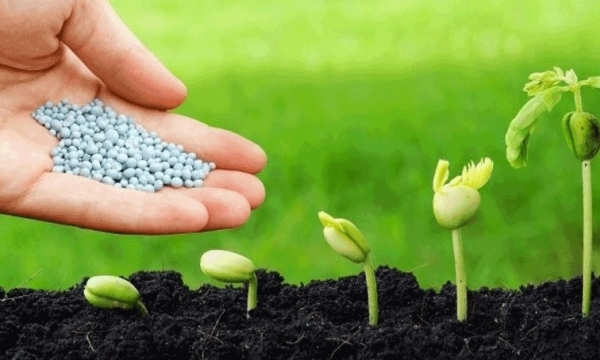 Giá phân bón hôm nay 22/9: Nhu cầu tiêu thụ Ure ở mức thấp
