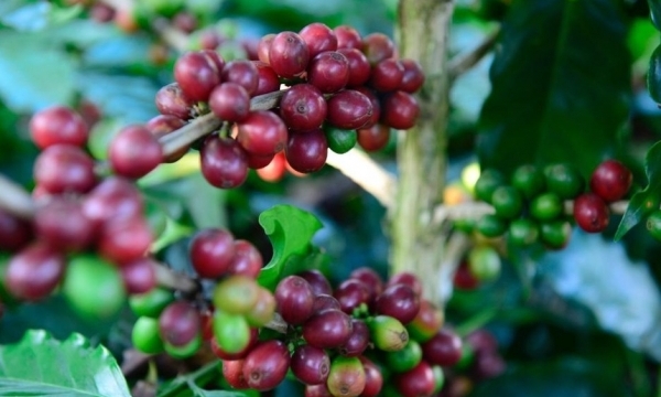 Giá cà phê hôm nay 23/9: Thị trường trong nước giảm nhẹ